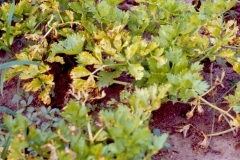 celery-septoria-leaf-spot_12226534606_o