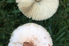 chlorophyllum-molybdites-the-green-spored-parasol-mushroom_12308714346_o