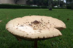 chlorophyllum-molybdites-the-green-spored-parasol-mushroom_12310826504_o