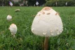 chlorophyllum-molybdites-the-green-spored-parasol-mushroom_12348228145_o