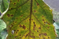 eggplant-solanum-melongena-cercospora-leaf-spot-caused-by-cercospora-melongenae_13359231324_o