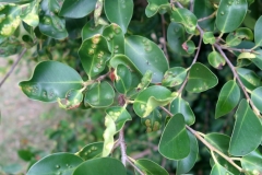 gall-wasp-injury-to-ficus_12161251536_o