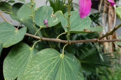 hong-kong-orchid-persea-mite-injury_12292931013_o
