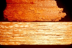 lumber-red-rot-upper-and-white-rot-lower_12226125313_o