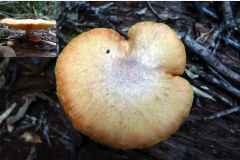 mushroom-on-a-log-of-norfolk-island-pine_12043882623_o