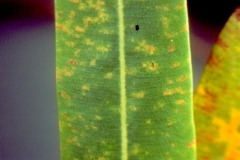 oleander-cercospora-leaf-spot_12226355004_o