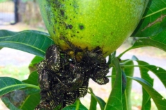 oriental-flower-beetles-protaetia-orientalis-on-mango-fruit_13767740943_o