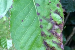 panax-polyscias-guilfoylei-bacterial-leaf-blight-caused-by-xanthomonas-campestris-pv-hedeae_13742692085_o