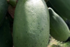 papaya-carica-papaya-ringspot-caused-by-papaya-ringspot-virus-prsv_13770160543_o