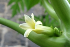 papaya-flower-petiole_12386626523_o