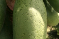 papaya-ringspot_13905639045_o