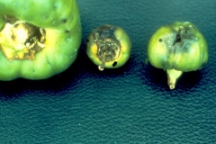 pepper-weevil-damage_12238947054_o