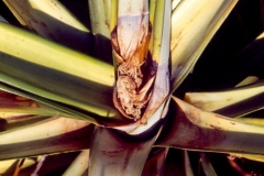 pineapple-phytophthora-heart-rot-1996_12105344686_o