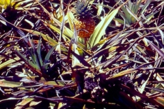 pineapple-phytophthora-root-rot-1996_12104671145_o