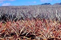pineapple-root-rot-foreground-on-maui-in-the-mid-1990s-caused-by-phytophthora-cinnamomi_15250882015_o