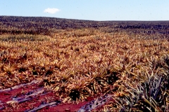 pineapple-root-rot-in-1993_12071594904_o