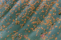 rust-of-canna-lily-canna-indica-caused-by-puccinia-thaliae_14019125552_o