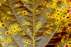 soybean-bacterial-leaf-spot-pathogen-pseudomonas-syringae-pv-glycinea_12074577444_o