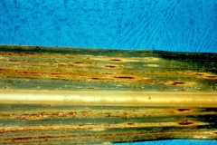 sugarcane-eyespot-pathogen-bipolaris-sacchari_12225943295_o