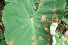 taro-leaf-blight-caused-by-phytophthora-colocasia_12865140405_o