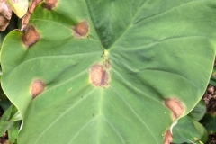 taro-leaf-blight-caused-by-phytophthora-colocasia_12865162025_o