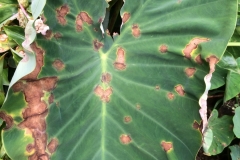 taro-leaf-blight-caused-by-phytophthora-colocasia_12865229343_o