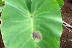 taro-phytophthora-leaf-blight_12622722523_o