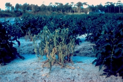 tomato-bacterial-wilt-pathogen-ralstonia-solanacearum_12091835495_o