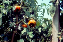 tomato-blossom-end-rot-a-symptom-of-calcium-deficiency_12192863933_o