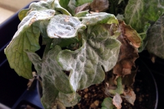 tomato-solanum-lycopersicon-powdery-mildew_13969989781_o