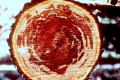tree-heartwood-infection-fungal_24118062798_o
