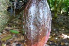 cacao-theobromae-cacao-black-pod-rot_29689730085_o
