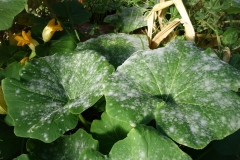 cucurbit-squash-zucchini-powdery-mildew_28873711170_o