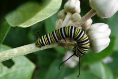 larva-of-monarch-butterfly-danaus-plexippus-feeding-on-crown-flower-calotropis-gigantea_29886370901_o
