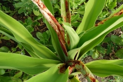 spider-lily-leaf-blight_29303414800_o