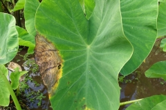 taro-colocasia-esculenta-leaf-blight_28584693964_o