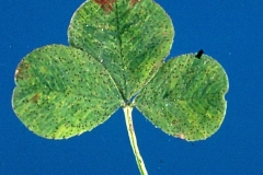 alfalfa-pepper-spot-photograph-by-c-lee-campbell-1982_8277455261_o