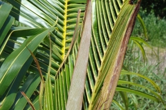 boron-deficiency-coconut-palm_8828259268_o