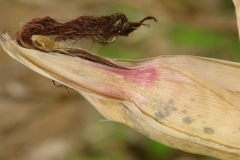 dsc05004-gibberella-zea-corn-ear-stalk-rot_5791767290_o