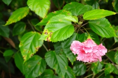 hibiscus-bacterial-leaf-spot-caused-by-pseudomonas-cichorii_5684005299_o