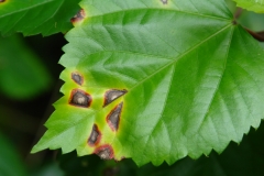 hibiscus-bacterial-leaf-spot-caused-by-pseudomonas-cichorii_5684574918_o