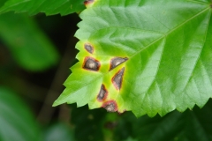 hibiscus-bacterial-leaf-spot-caused-by-pseudomonas-cichorii_5684575346_o