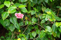 hibiscus-bacterial-leaf-spot-caused-by-pseudomonas-cichorii_5684577908_o