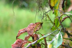 mango-anthracnose-leaf-and-flower-phases_9540314769_o