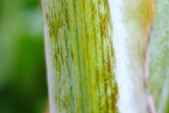 mottled-leaf-sheaths-and-petioles-symptoms-of-banana-bunchy-top-disease_8846089233_o