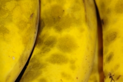 sooty-mold-banana_11733352533_o