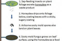 sooty-mold-cycle-diagram_8804627955_o