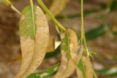 sulfur-dioxide-injury-to-plants-on-the-island-of-hawaii_5683929875_o