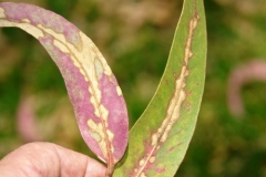 sulfur-dioxide-injury-to-plants-on-the-island-of-hawaii_5683933845_o