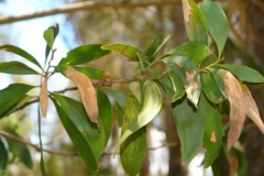 sulfur-dioxide-injury-to-plants-on-the-island-of-hawaii_5684497986_o